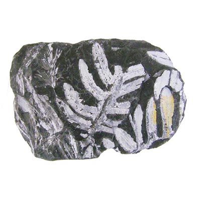 sedimentary rocks coal