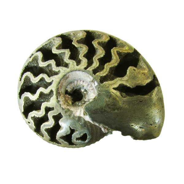 pyritize ammonite